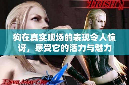 狗在真实现场的表现令人惊讶，感受它的活力与魅力
