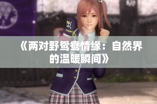 《两对野鸳鸯情缘：自然界的温暖瞬间》