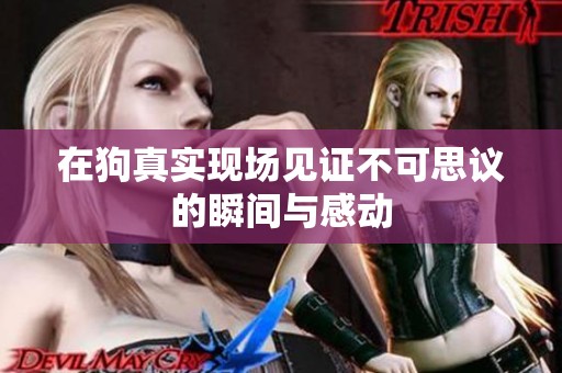 在狗真实现场见证不可思议的瞬间与感动